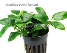 Anubias nana bonsai